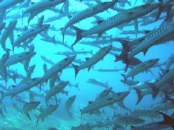 Barracuddas of Sipadan by Alex Lim 